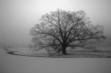 2/27/07 - ....A Poem Lovely as a Tree