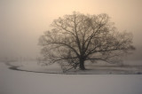 2/27/07 - ....A Poem Lovely as a Tree