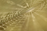 4/2/07 - Spider Web Galaxy