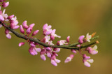 4/19/07 - Redbuds