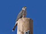 IMG_3245 Cooper's Hawk.jpg