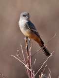 IMG_7351 Say's Phoebe.jpg