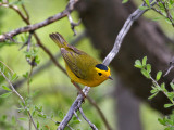 IMG_4207 Wilson's Warbler.jpg