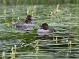 IMG_2440 Common Goldeneye.jpg