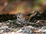 IMG_6601 Song Sparrow.jpg