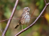 IMG_0279 Lincoln's Sparrow.jpg