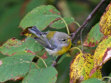 IMG_9135 Northern Parula.jpg