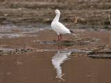 IMG_2603 Ross's Goose.jpg