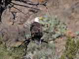 IMG_7059 Bald Eagle.jpg