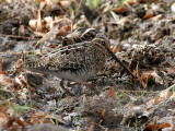IMG_1280 Wilson's Snipe.jpg