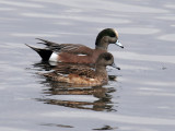 IMG_2941 American Wigeon.jpg