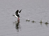 IMG_2948 Bufflehead.jpg