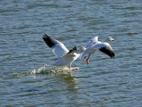 IMG_2335 Snow Geese.jpg