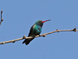 IMG_9617 Broad-billed Hummingbird.jpg