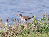 IMG_2738 Spotted Sandpiper.jpg