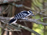 IMG_2873 Hairy Woodpecker.jpg