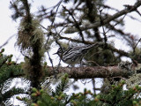 IMG_3142Black and White Warbler.jpg