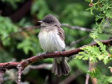 IMG_6085 Eastern Phoebe.jpg