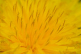 1 May: Dandilion
