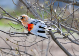 Leucistic Red-winged Blackbird