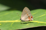 Dusky- blue Hairstreak, El Valle, Panama