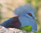 Western Crowned-Pigeon