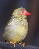 Star Finch