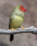 Star Finch Male