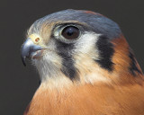 American Kestral