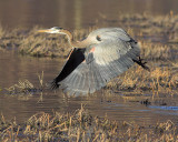 Graceful Departure
