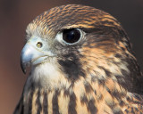 Broad-Winged Hawk