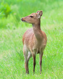 Curious Sika