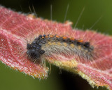 Caterpillar?