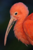 Scarlet Ibis