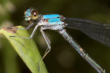 Powdered Dancer - Female
