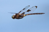 Dragon Flight