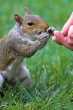 Squirrel Story - Part 4