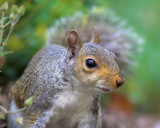 Squirrel Story - Part 3