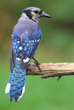 Blue Jay