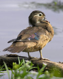 Injured Beak