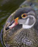 Curious Duck