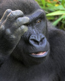 Gorilla Quiz