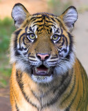 Hello Tiger!