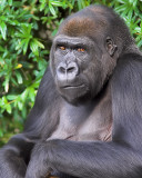 Curious Gorilla