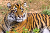 Resting Tiger