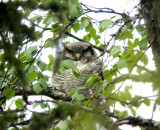 Hawk Owl (Hökuggla) Surnia ulula