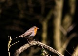 Robin (Rödhake) Erithacus rubecula
