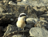 Black-eared Wheatear (Medelhavsstenskvätta) Oenanthe hispanica