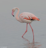 Flamingo - Greater Flamingo - Phoenicopterus Ruber