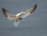 Jan van gent - Gannet - Sula bassana